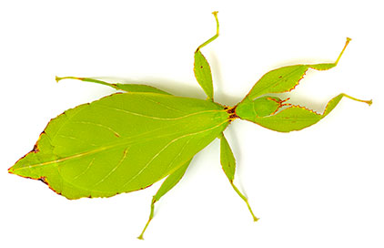 leaf insect