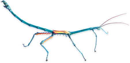 madagascar stick bug