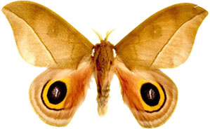 large moth