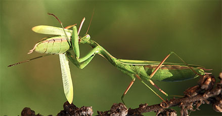 Praying Mantis