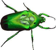 large Rose Chafer