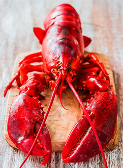 cooked lobster