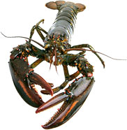 large lobster front view