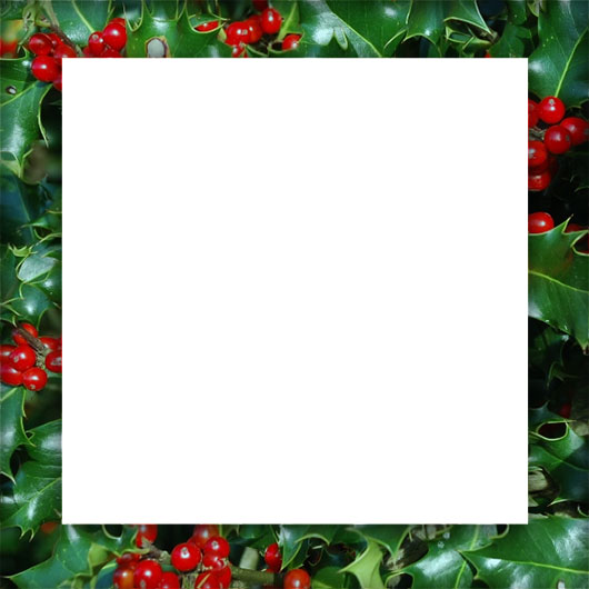 holly border square