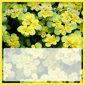 Mother's Day yellow flowers