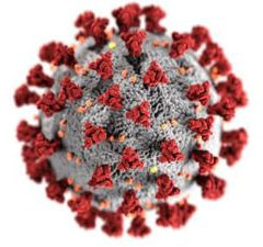 coronavirus on white