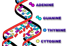 dna deoxyribonucleic acid graphic