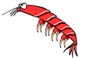 animated shrimp