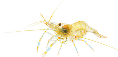 baltic shrimp