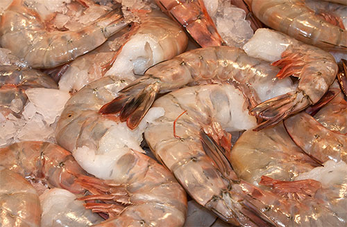 fresh shrimp