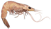 shrimp clipart