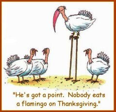 turkeys