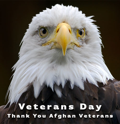 eagle Veterans Day