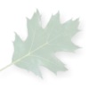 leaf background image - green on white
