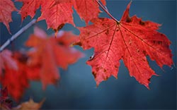 autumn leaves red