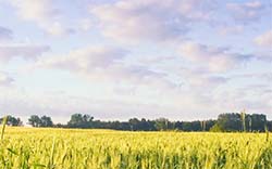 field of grain