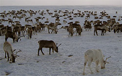 reindeer