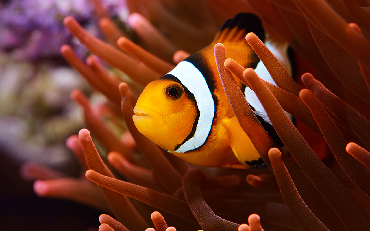 Free Fish Background Images - Wallpapers