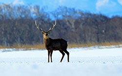 deer and snow image