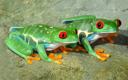 frogs