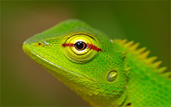 green lizard