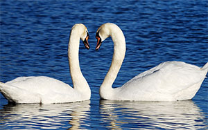 two swans