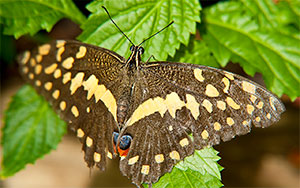 butterfly on leaf