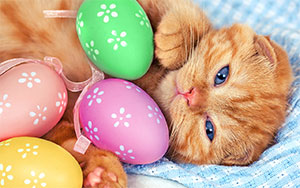 Easter Kitten