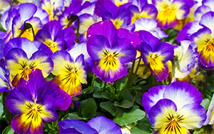 yellow and purple flowers