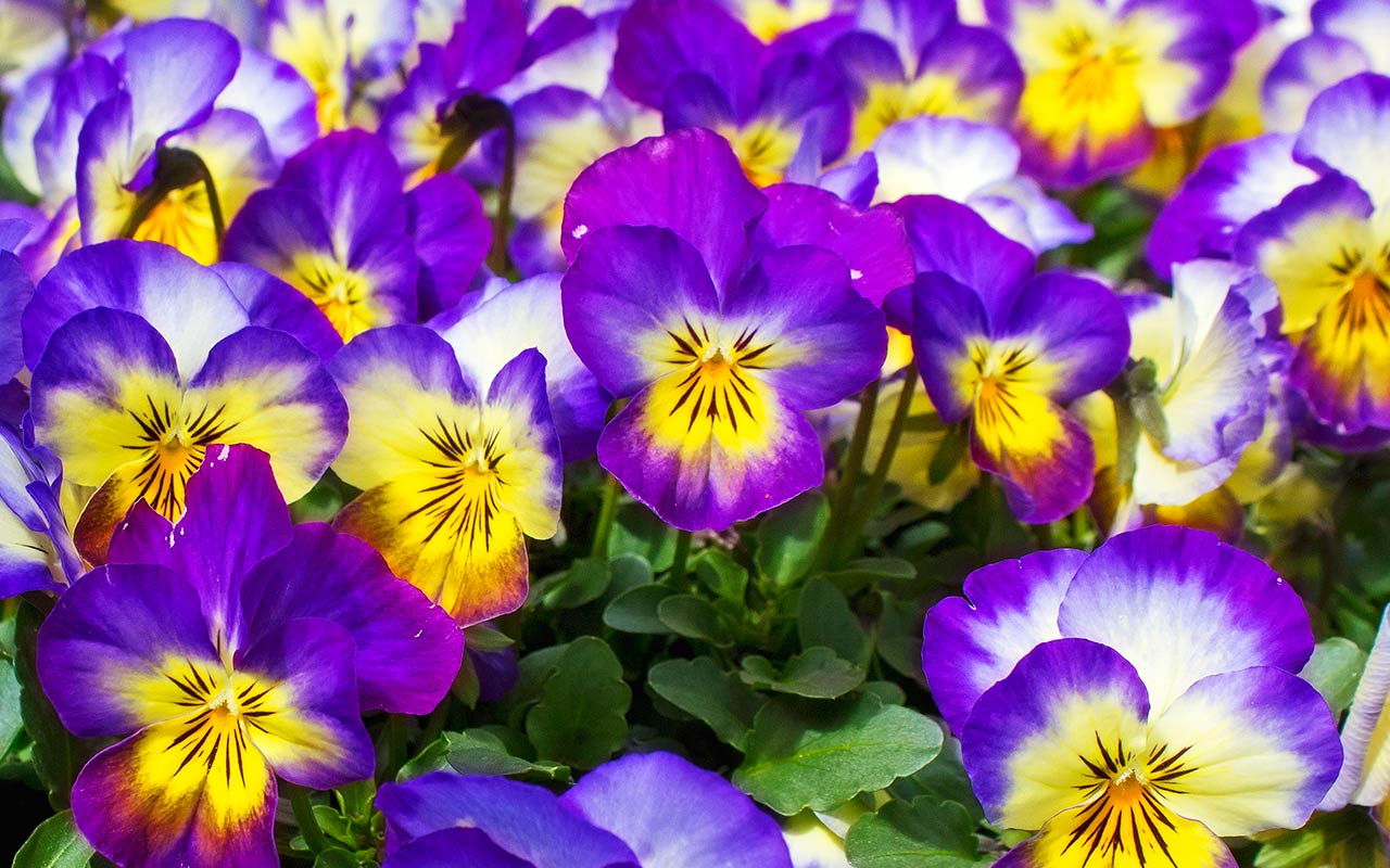 Free Flower Background Images - Wallpapers - Flowers