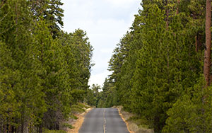 forest road