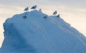 iceberg birds