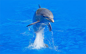 dolphin jumping