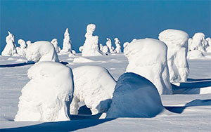 snow covered trees