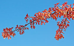 autumn leaves blue sky