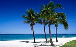 beach palm trees