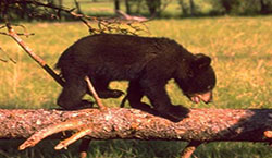 bear cub background