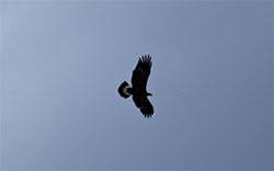 hawk in flight