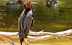 heron perched