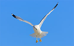 seagull flying