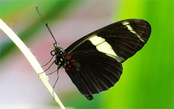 black and white butterfly