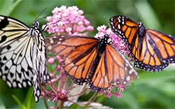 butterflies flowers