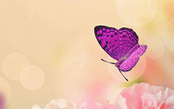 purple butterfly