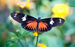 butterfly sitting