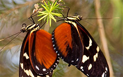 two butterflies