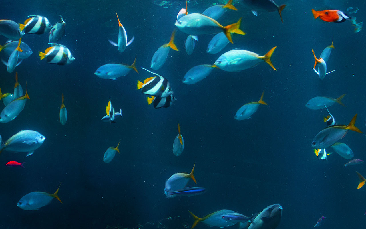 Free Fish Background Images - Wallpapers
