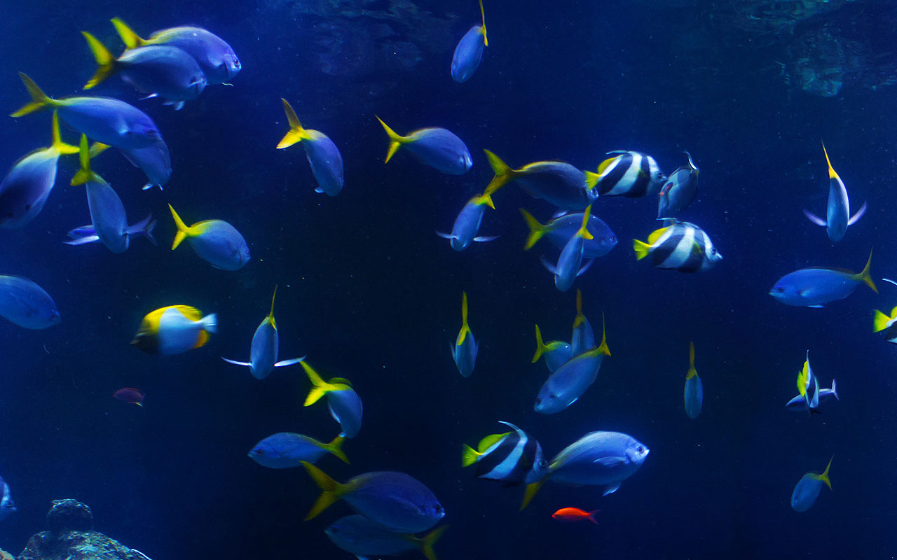 Free Fish Background Images - Wallpapers