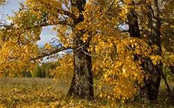 autumn forest