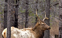 elk in forest