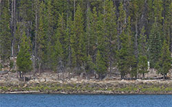 forest and lake